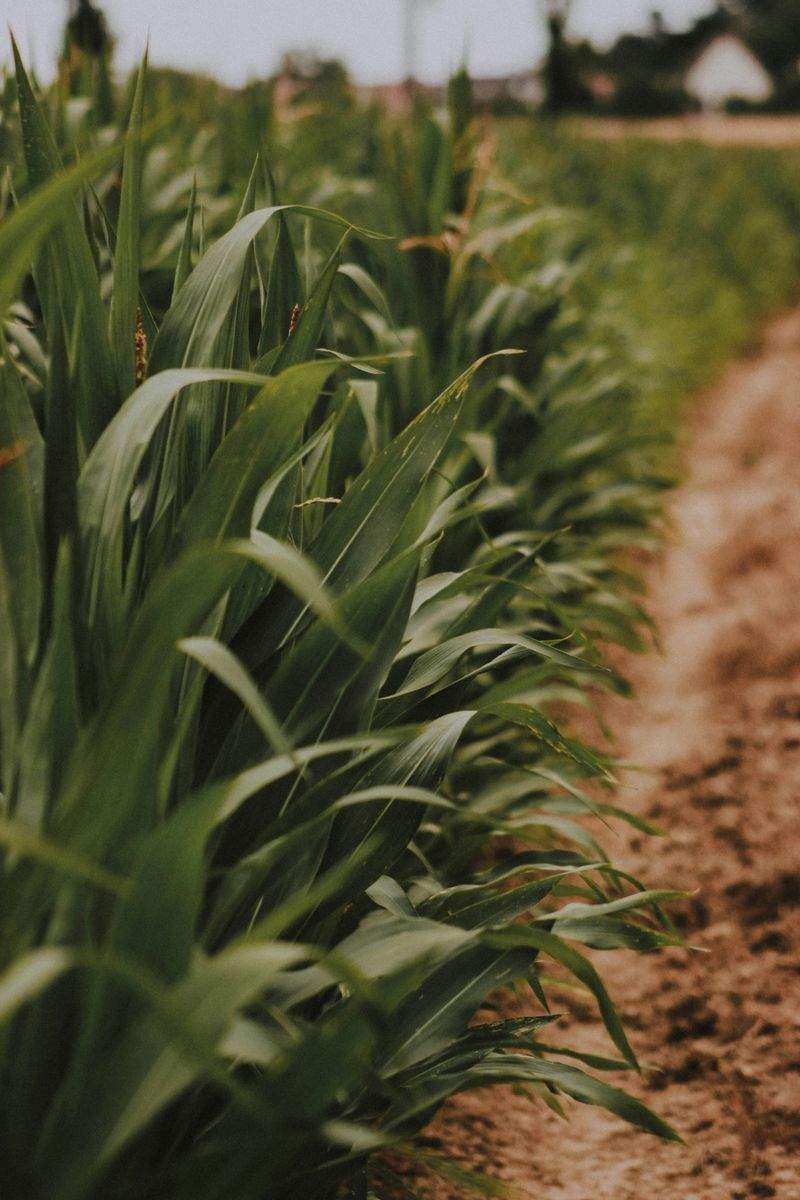 Greenfield Harvest Solutions Ltd 1