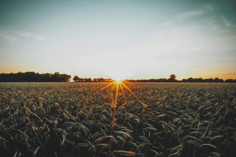 Greenfield Harvest Solutions Ltd 8